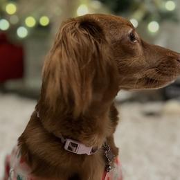 Dachshunds from D&A Dachshunds