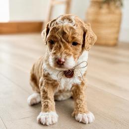 Dixie - Yellow and white female Bernedoodle puppy in Santa Barbara, California from K+C Doodles