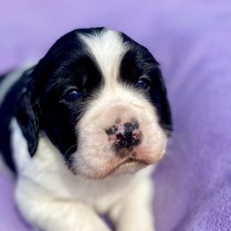Pepper - English Springer Spaniel puppy from Hurds Hound Haven