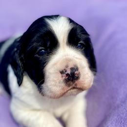 Pepper - English Springer Spaniel puppy from Hurds Hound Haven