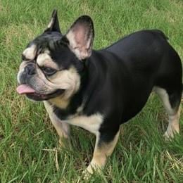 Vincent - French Bulldog