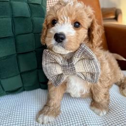 Alexander Hugh - male Cavapoochon puppy in Lucas, Ohio from Apricot Lane Puppy