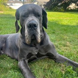 Great Dane Puppies from BkB’s House of Danes