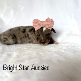 Fern - Blue merle female Australian Shepherd puppy in Newton, Mississippi from Bright Star Aussies