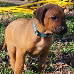 Rhodesian Ridgeback puppies from Sans Peur Ridgebacks