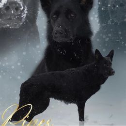 Piper  - German Shepherd
