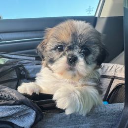 Star - Tricolor female Shih Tzu puppy in Bakersfield, California from Little pumpkin Shih Tzu’s