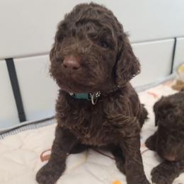Green collar, Otto - Brown male Poodle puppy in Colorado Springs, Colorado from Silly's Standard Poodles