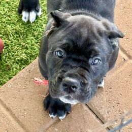 Red Collar Black Male - Black male Cane Corso puppy in Mc Ewen, Tennessee from Worldwide Kennels