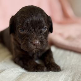 Ellie (light blue jean collar girl) - Chocolate female Cavapoo puppy in Beckley, West Virginia from By Design Doodles