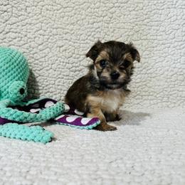 'Dopey' - Tan male Morkie puppy in Durand, Wisconsin from Larson’s Legacy Aussome Aussie Kennels