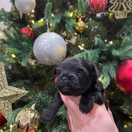 Yorkshire Terrier Puppies from Yorkie Puppies Redwood Ranch