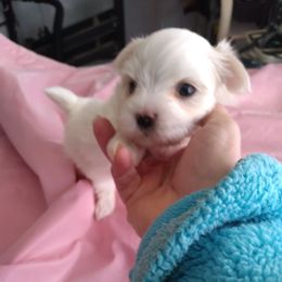 Maltese Puppies from Franny's Maltese Puppies
