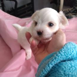 Maltese Puppies from Franny's Maltese Puppies