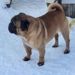 Oz - Pug (Non-standard)