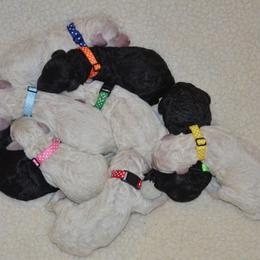 Poodle Puppies from Celeto Standard & Miniature Poodles