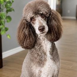Godiva - Poodle