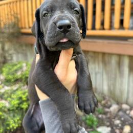 Sage - Black female Great Dane puppy in Beulah, Michigan from Northwood Euro Danes and Bassets