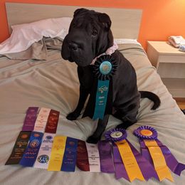 Chinese Shar-Pei from Eihpos Shar-Pei