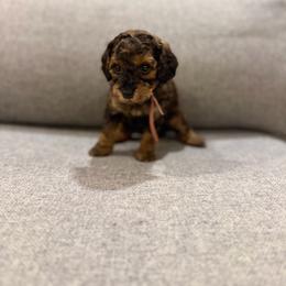 Glory - Phantom female Bernedoodle puppy in Jacksonville, Florida from Autumn's Aussies