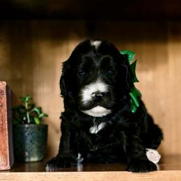 Green - Black male Australian Labradoodle puppy in Milton, North Carolina from Good Day Doodles