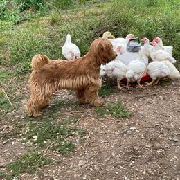 Australian Cobberdog Puppies from Faberge Australian Cobberdogs