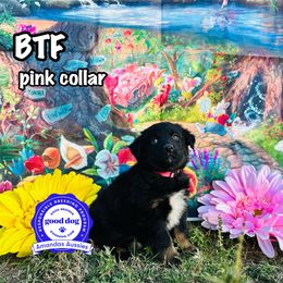 BTF pink collar - Black tri-color female Australian Shepherd puppy in Greenville, Texas from Amandas Aussies
