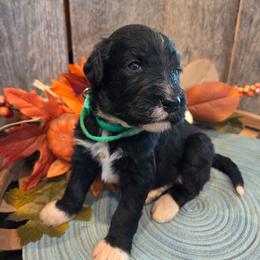 Boy 1 - Black tri-color male Aussiedoodle puppy in Mouth Of Wilson, Virginia from Holly Ridge Aussies, Aussiedoodles & Corgis
