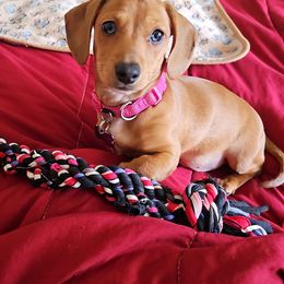 Dachshund Puppies from Loyal Lil Dachshunds
