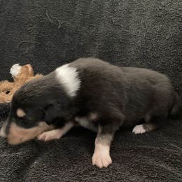 Whitney - Black white and tan female Collie puppy in Yulee, Florida from Three Collie Farm