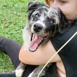 Girl 1 - female Australian Shepherd puppy in Cleveland, Ohio from Double Moon