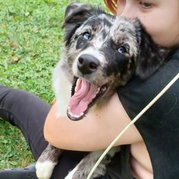 Girl 1 - female Australian Shepherd puppy in Cleveland, Ohio from Double Moon
