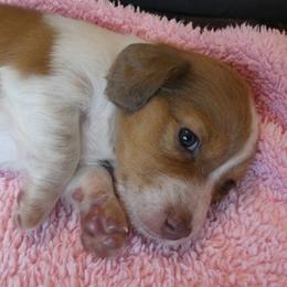Jessie - Piebald female Dachshund puppy in Plant City, Florida from Oakley's Dachshund Ranch