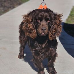 Stevie - Boykin Spaniel