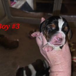 Boy3 - Black and white male Basset Hound puppy in Whitney, Texas from Happy Hound Bassets of Whitney