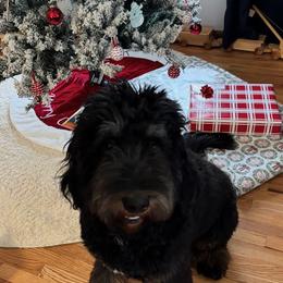 Bernedoodle and Bernese Mountain Dog All Grown Up from Berner Ridge Kennels