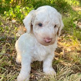 Peaches - Cream female Aussiedoodle puppy in Oklahoma City, Oklahoma from Heritage Doodle Company