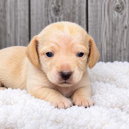 Alice - Cream female Dachshund puppy in Industry, Illinois from KDKs Kennels