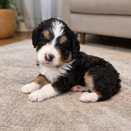 Maverick - Tri-color male Bernedoodle puppy in Cape Fair, Missouri from Flat Creek Bernedoodles