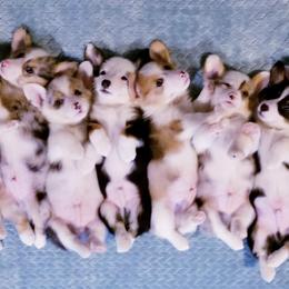American Corgi and Pembroke Welsh Corgi Puppies from Whimsical Treasure Corgis