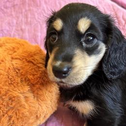 Boy 5 - male Dachshund puppy in Fieldbrook, California from Honeydox Miniature Dachshunds