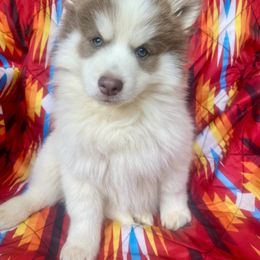 Mesa - Lavender male Pomsky puppy in Auburn, Washington from Periwinkle Pomskies