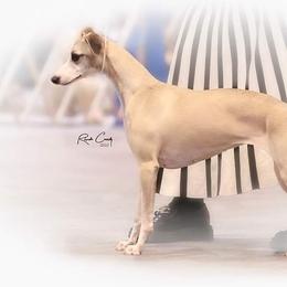 Pearl - Whippet