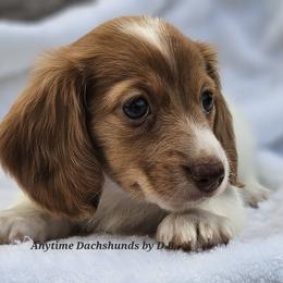 Amore - Piebald female Dachshund puppy in Ben Wheeler, Texas from Anytime Dachshunds by D.B.