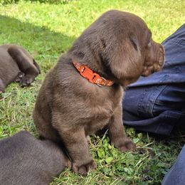 Akrotiri - Chocolate male Labrador Retriever puppy in Astoria, Oregon from Tahoma Sunrise