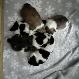 Shih Tzu Puppies from Little Lion Puppies