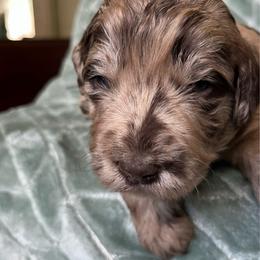 Ziggy - Merle male Labradoodle puppy in Lowville, New York from Adirondack Labradoodles