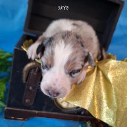 SKYE-bmf2 - Blue merle female Australian Shepherd puppy in Salem, Arkansas from Patchwork Kennels
