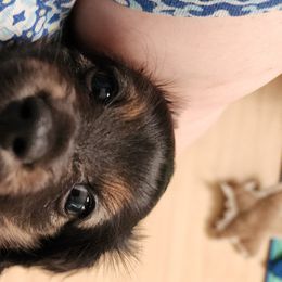 Dachshund Puppies from Queen City Dachshunds