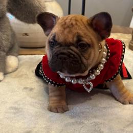 Disco - Fawn female French Bulldog puppy in Girard, Kansas from Frenchie Kingdom